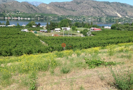 美国 | 华盛顿州优质樱桃园:珍贵独特投资项目,