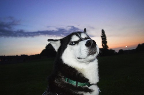 哈士奇瞪主人爆红 治好了主人的抑郁症-热点|居