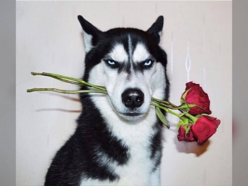 哈士奇瞪主人爆红 治好了主人的抑郁症-热点|居