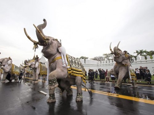 泰国大象悼念国王 长鸣哀悼场面令人感动-热点|居外网