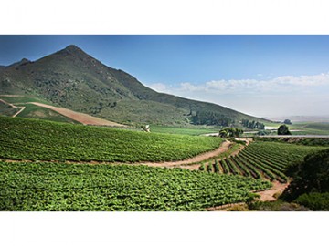 中国投资者目光转向南非 Swartland Winery酒庄日前被中国商人收购