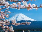 居外说第11期回顾：度假看樱花 不如日本安个家