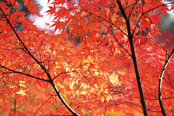 日本东京时间是按照哪个时区来计算的